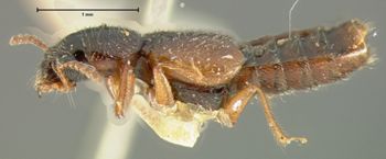 Media type: image;   Entomology 6535 Aspect: habitus lateral view